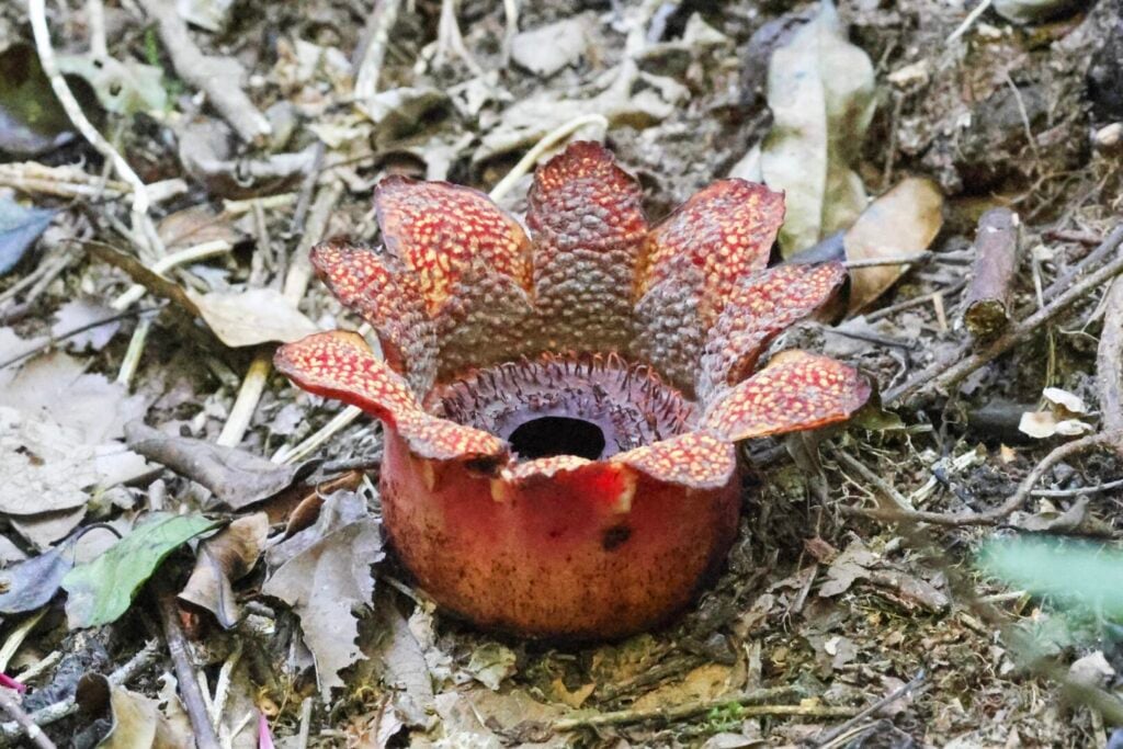 Sapria himalayana