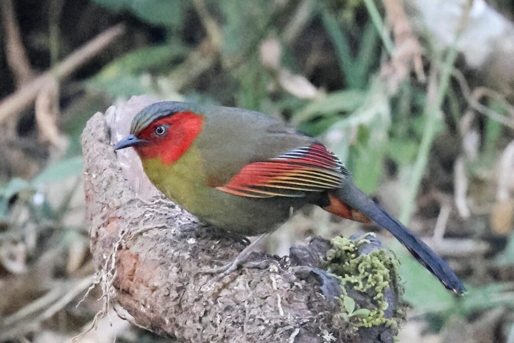 Scarlet-faced Liocichla