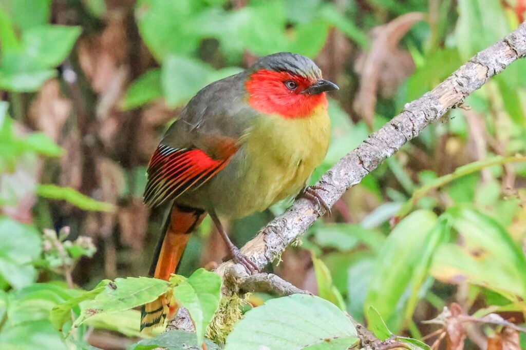 Scarlet-faced Liocichla