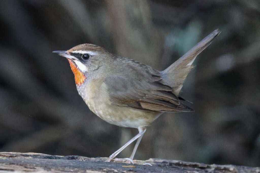 Siberian Rubythroat