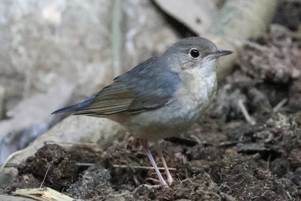 Siberian Blue Robin