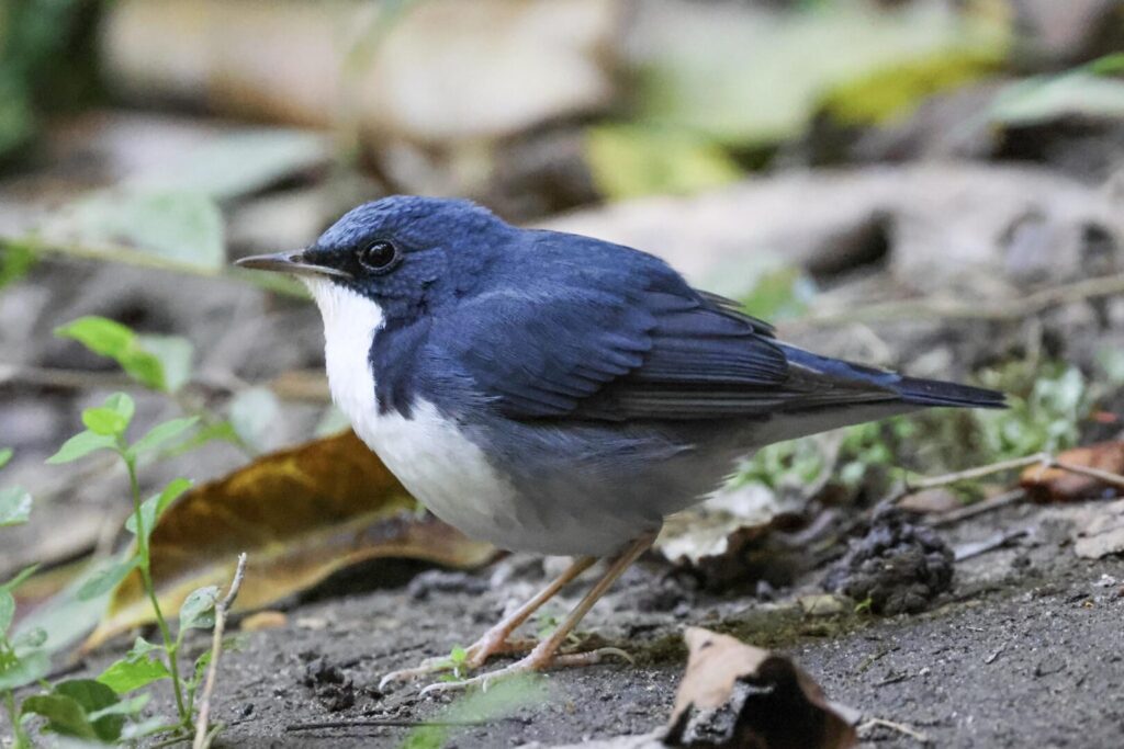 Siberian Blue Robin