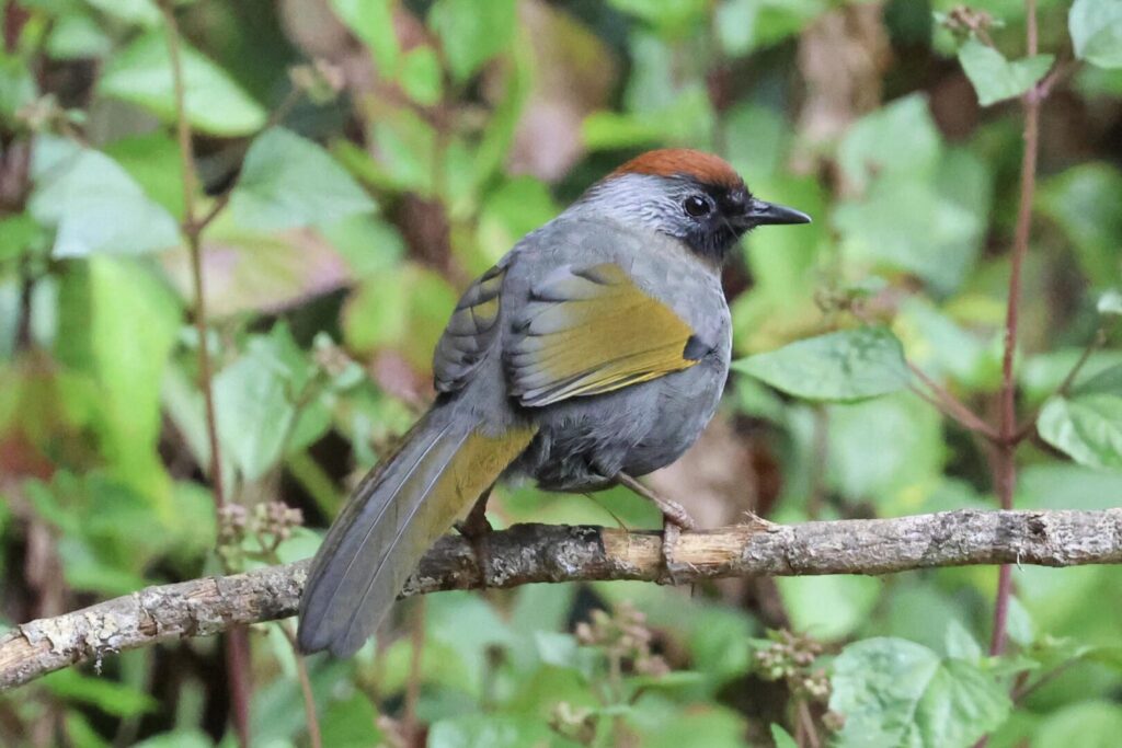 Silver-eared Laughingthrush