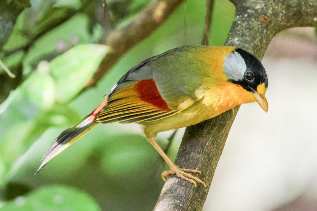 Silver-eared Mesia