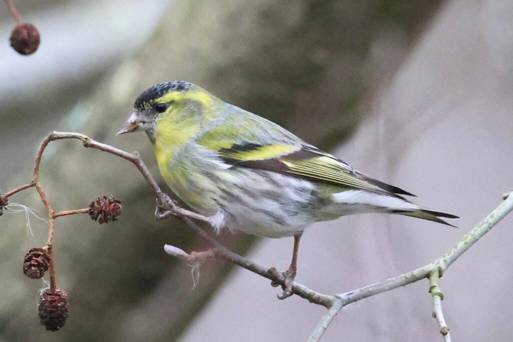 Siskin