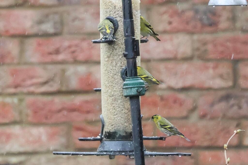 Siskins