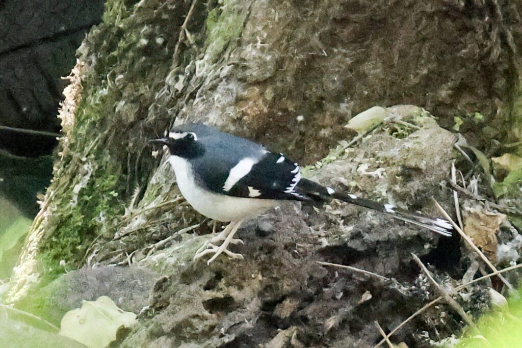 Slaty-backed Forktail