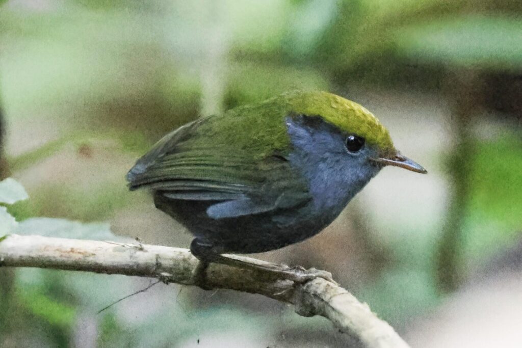 Slaty-bellied Tesia
