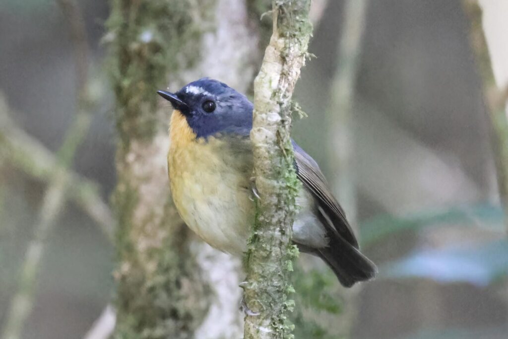 Snowy-browed Flycatcher