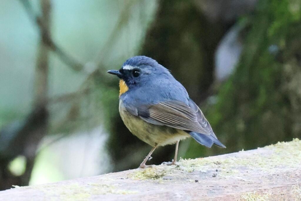 Snowy-browed Flycatcher