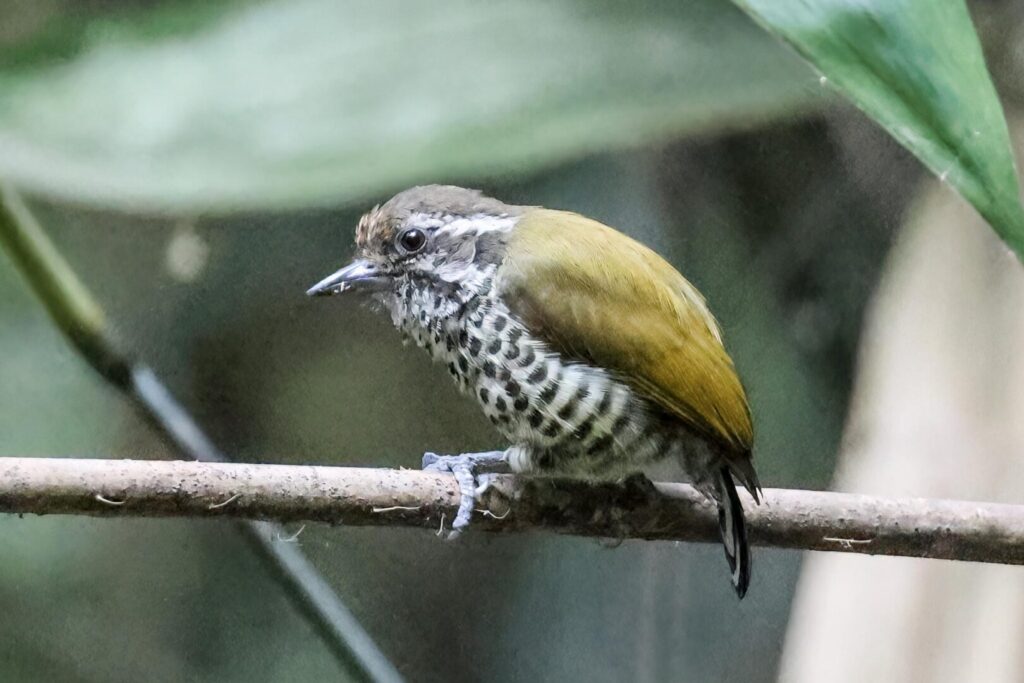 Speckled Piculet