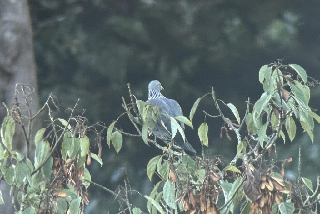 Speckled Woodpigeon