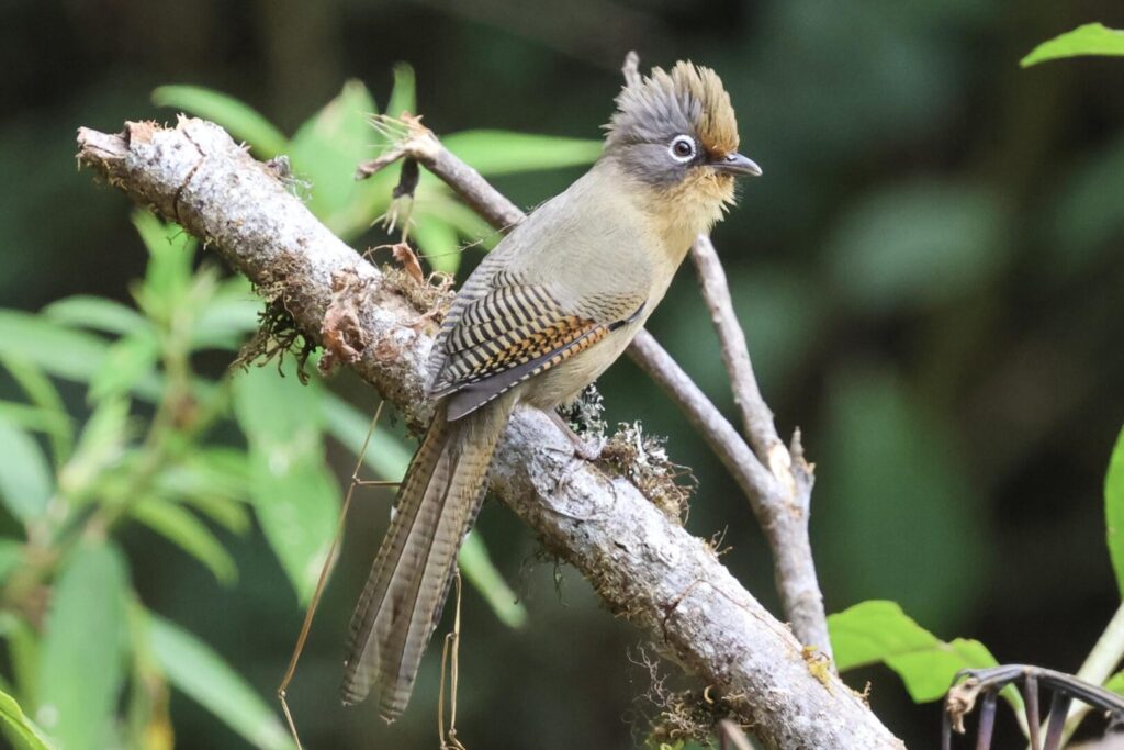 Spectacled Barwing