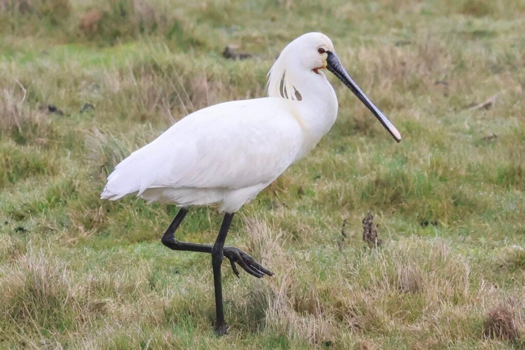 Spoonbill