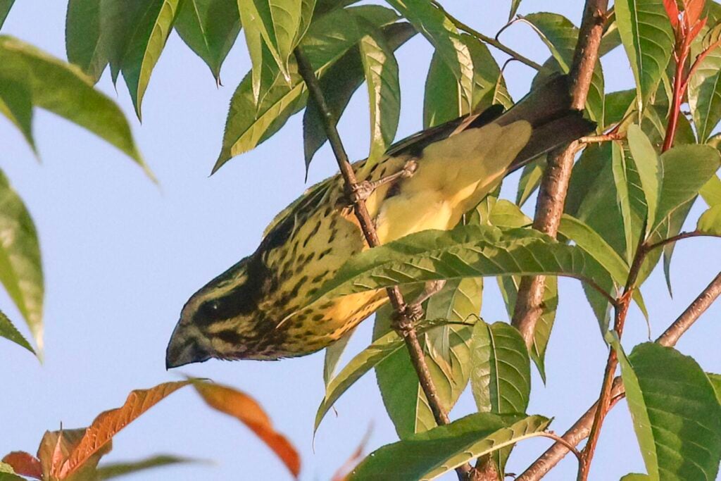 Spot-winged Grosbeak
