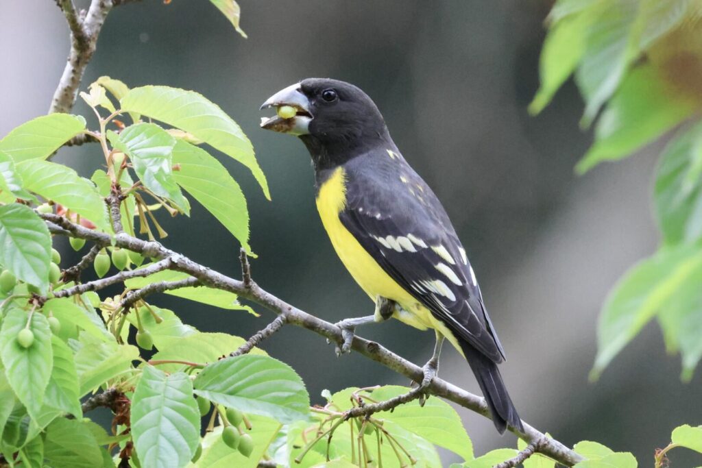 Spot-winged Grosbeak