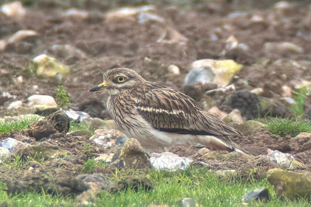 Stone Curlew