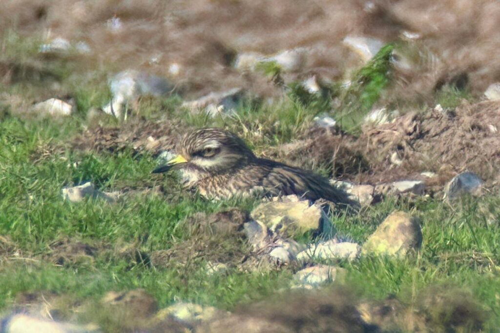 Stone Curlew