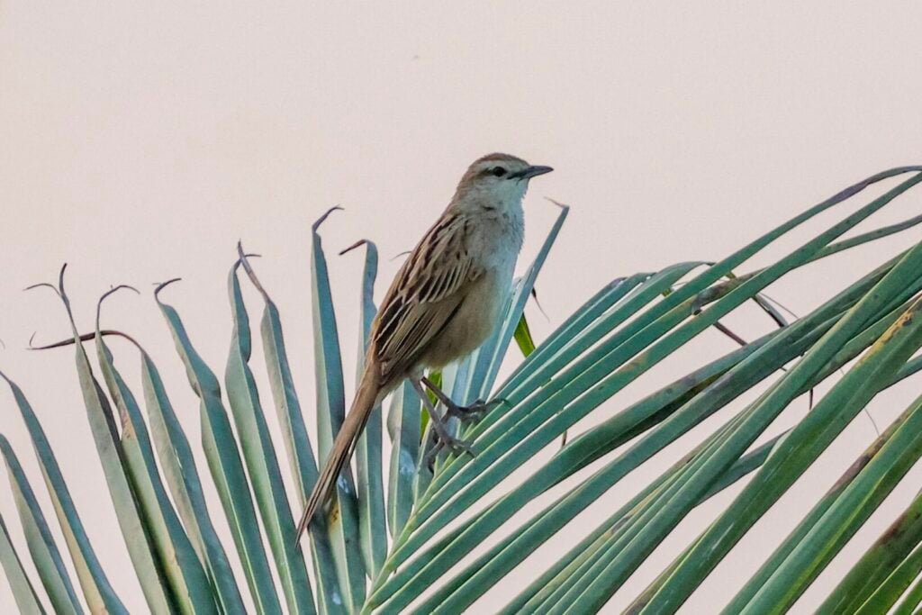 Striated Grassbird