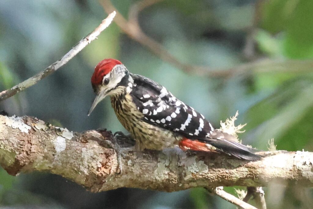 Stripe-breasted Woodpecker
