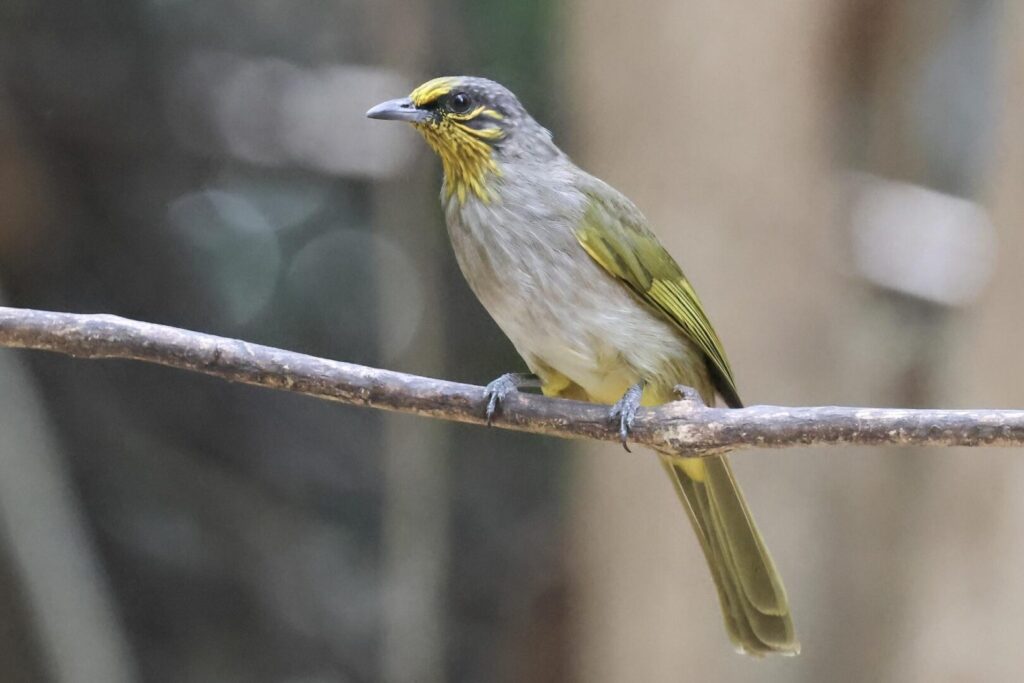 Stripe-throated Bulbul