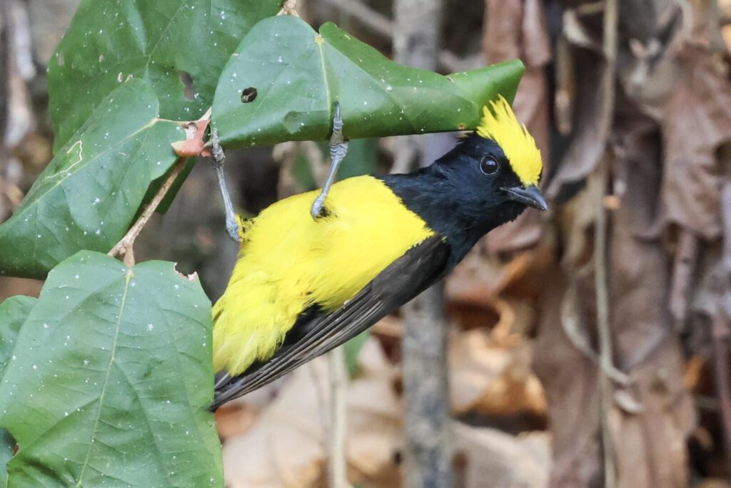 Sultan Tit