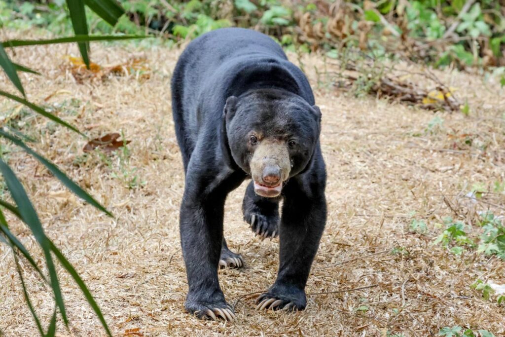 Sun Bear