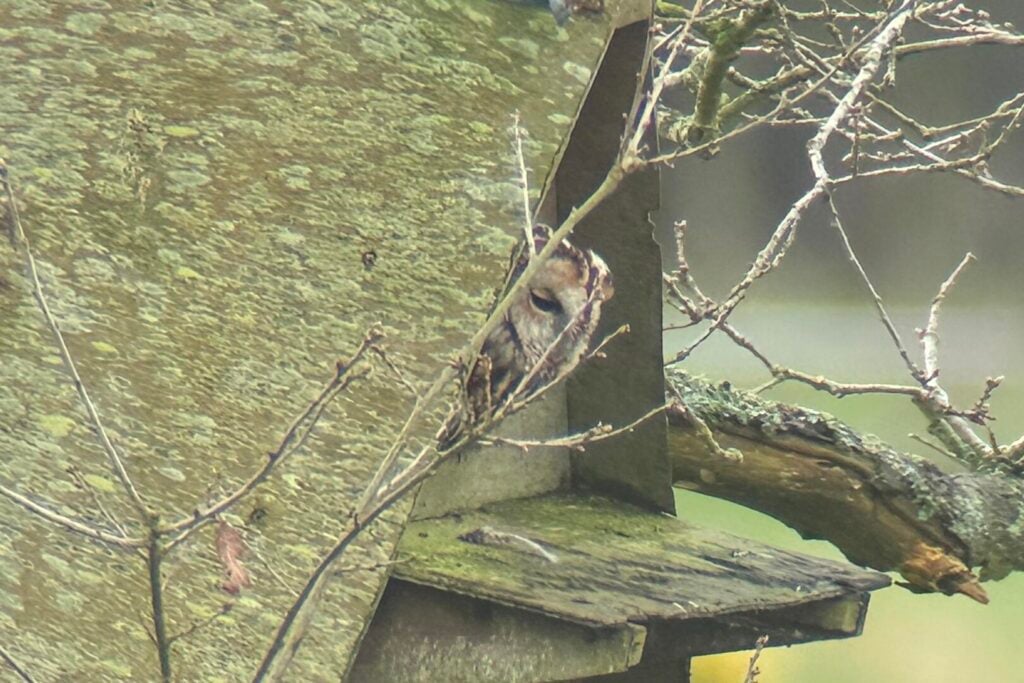 Tawny Owl