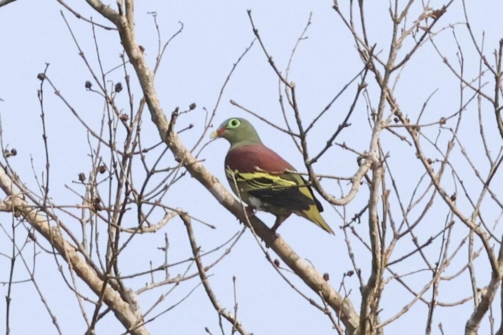 Thick-billed Pigeon