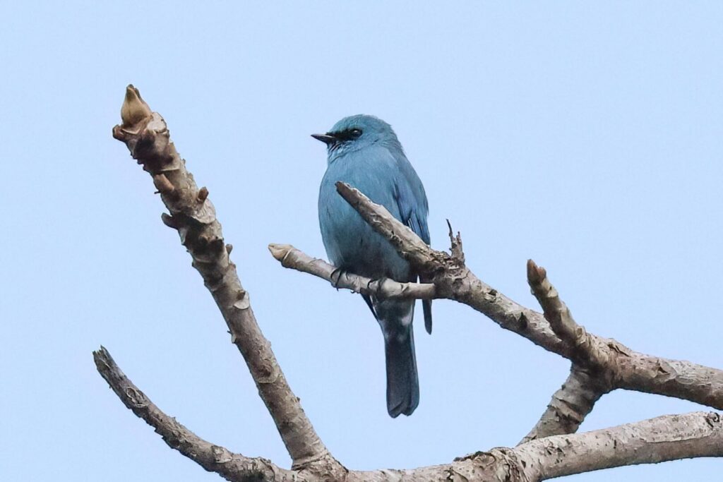 Verditer Flycatcher