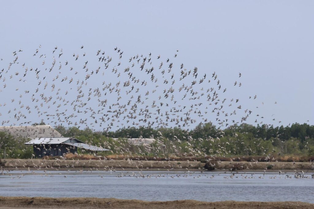 Waders
