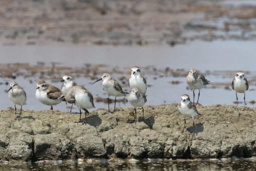 Waders 
