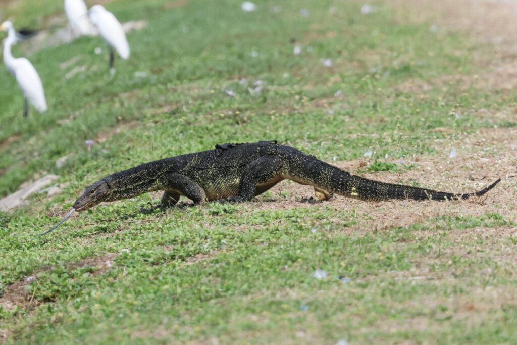 Water Monitor