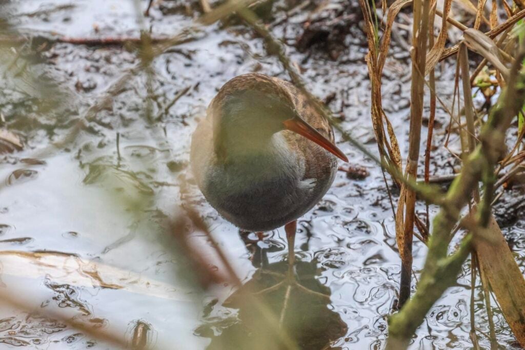 Water Rail
