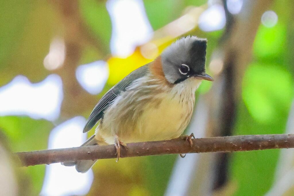 Whiskered Yuhina