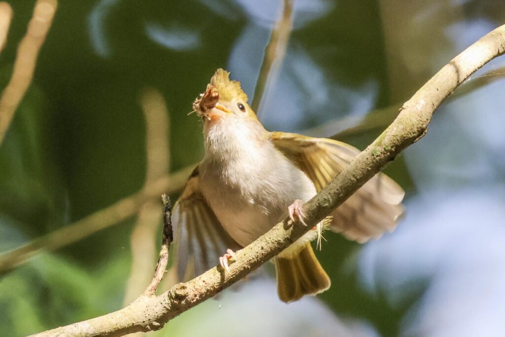 White-bellied Erpornis