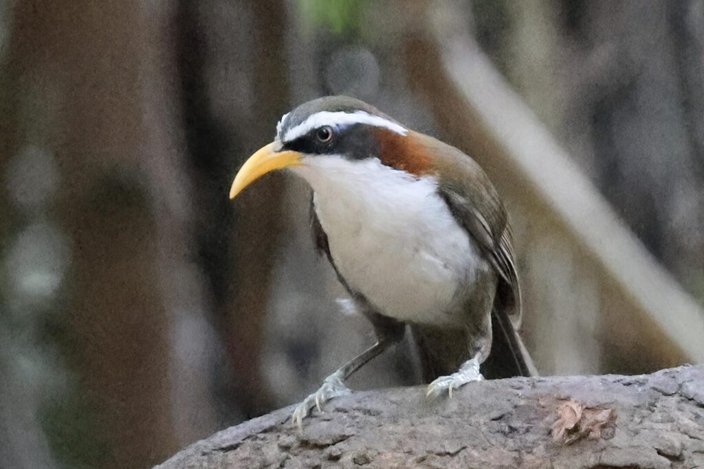 White-browed Scimitar-Babbler