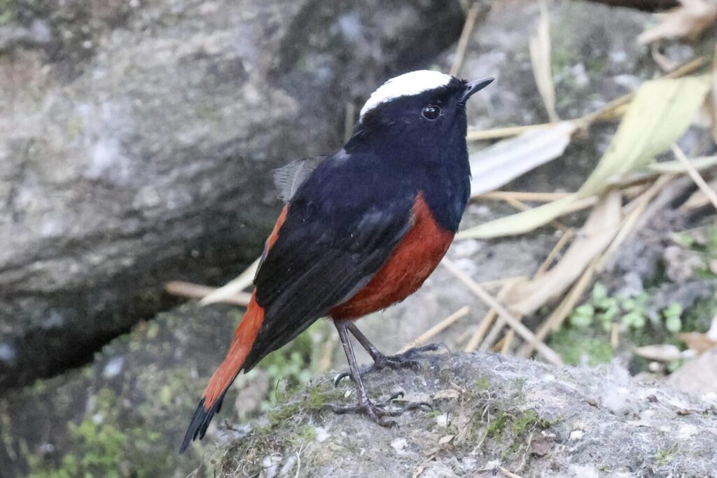 White-capped Redstart
