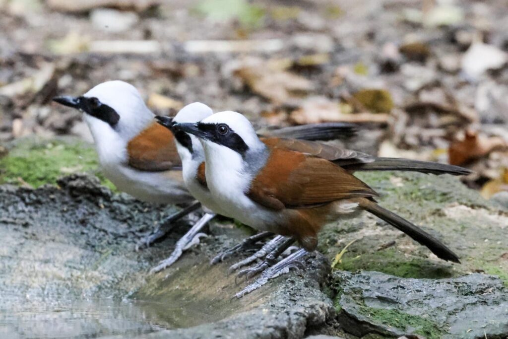White-crested Laughingthrushes