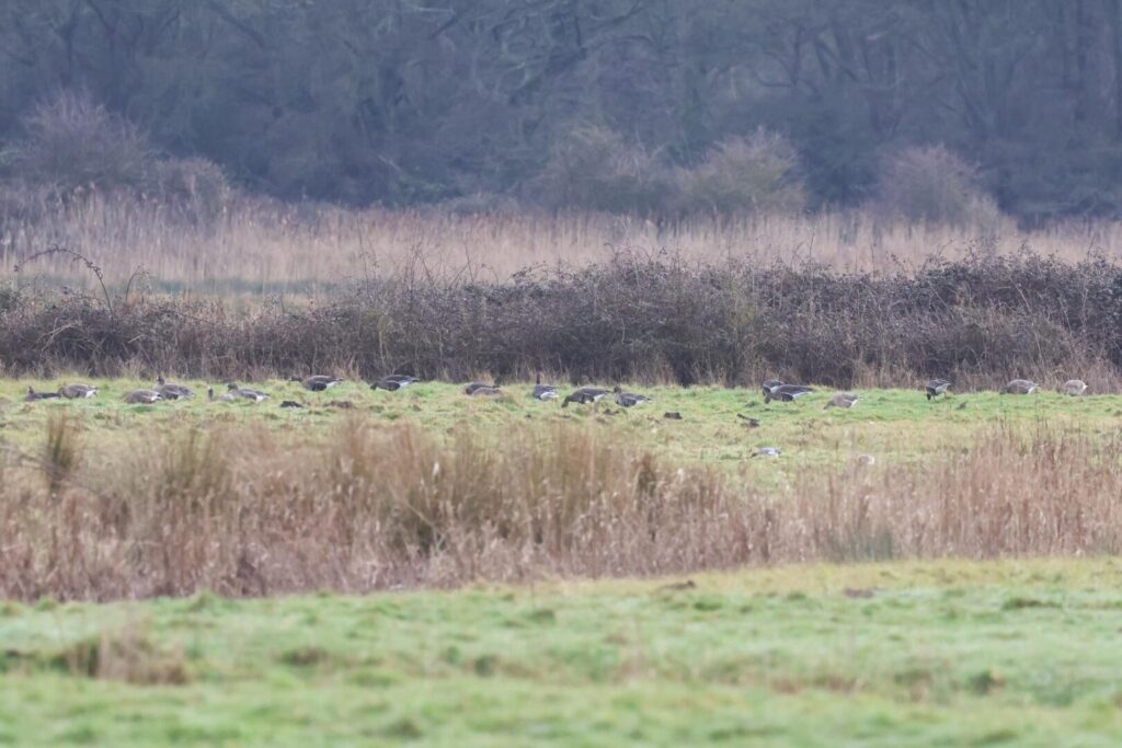 White-fronted Geese