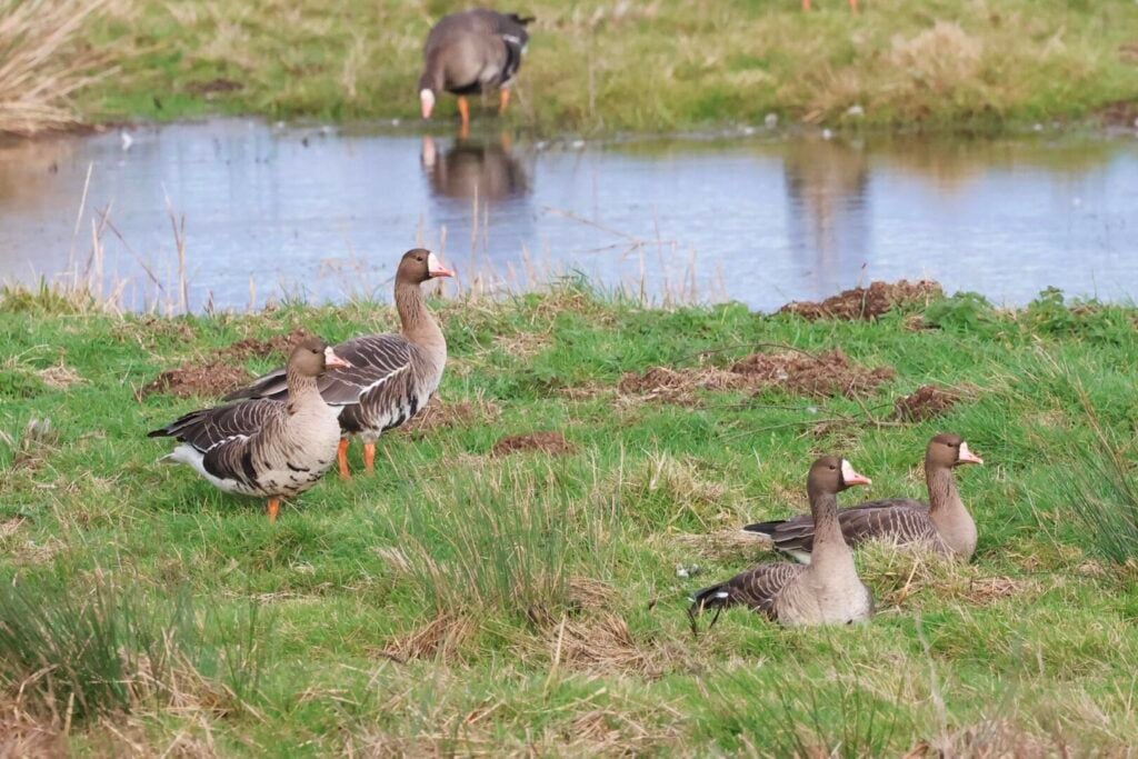 White-fronted Geese