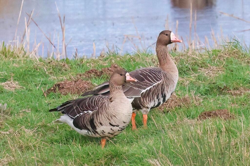 White-fronted Geese