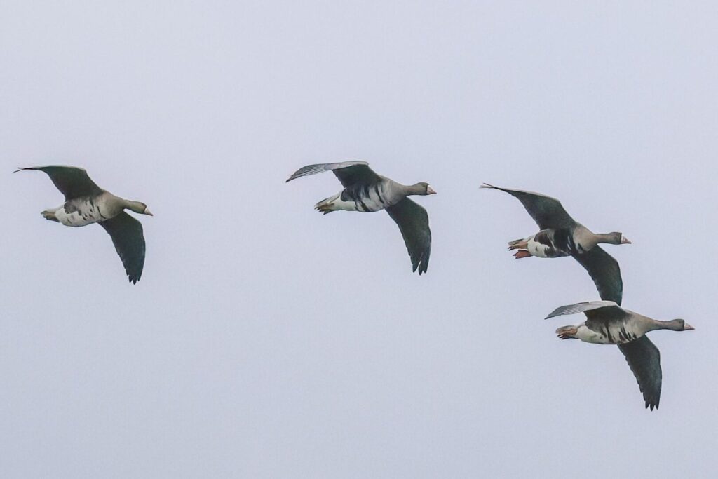 White-fronted Geese