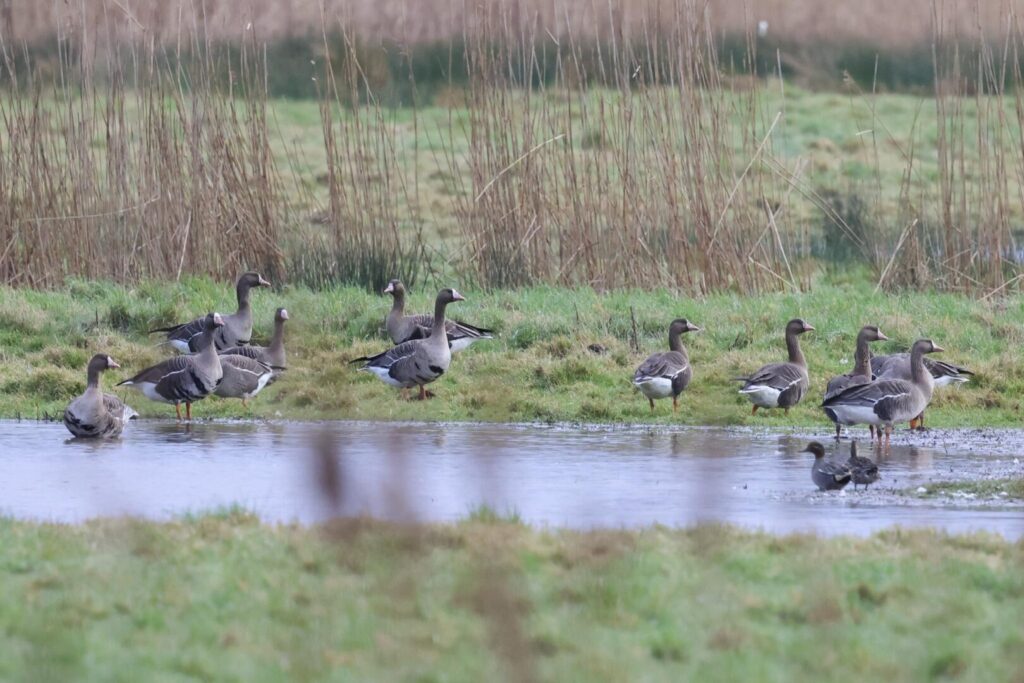 White-fronted Geese
