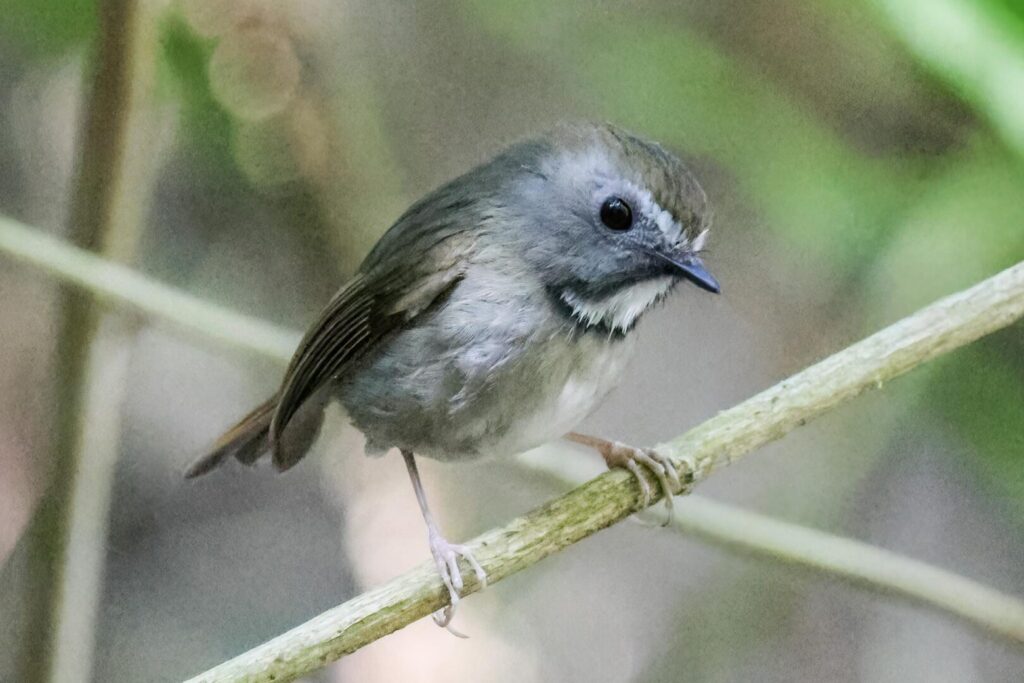 White-gorgeted Flycatcher