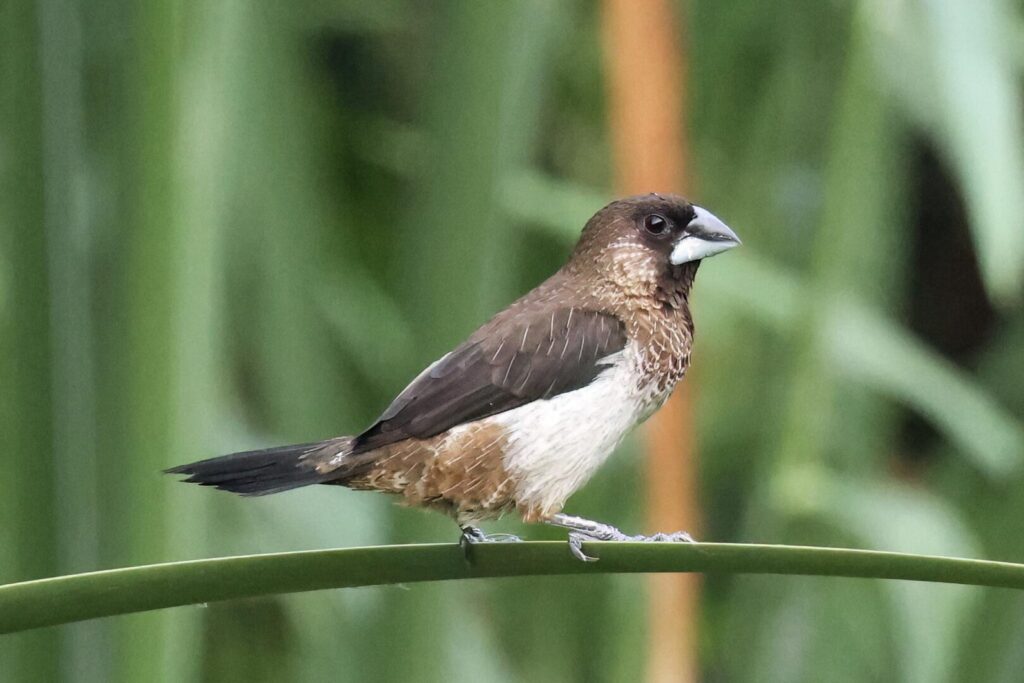 White-rumped Munia