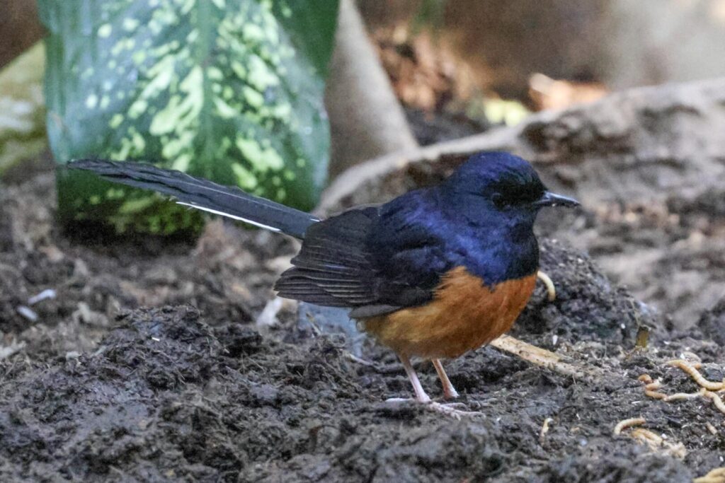 White-rumped Shama