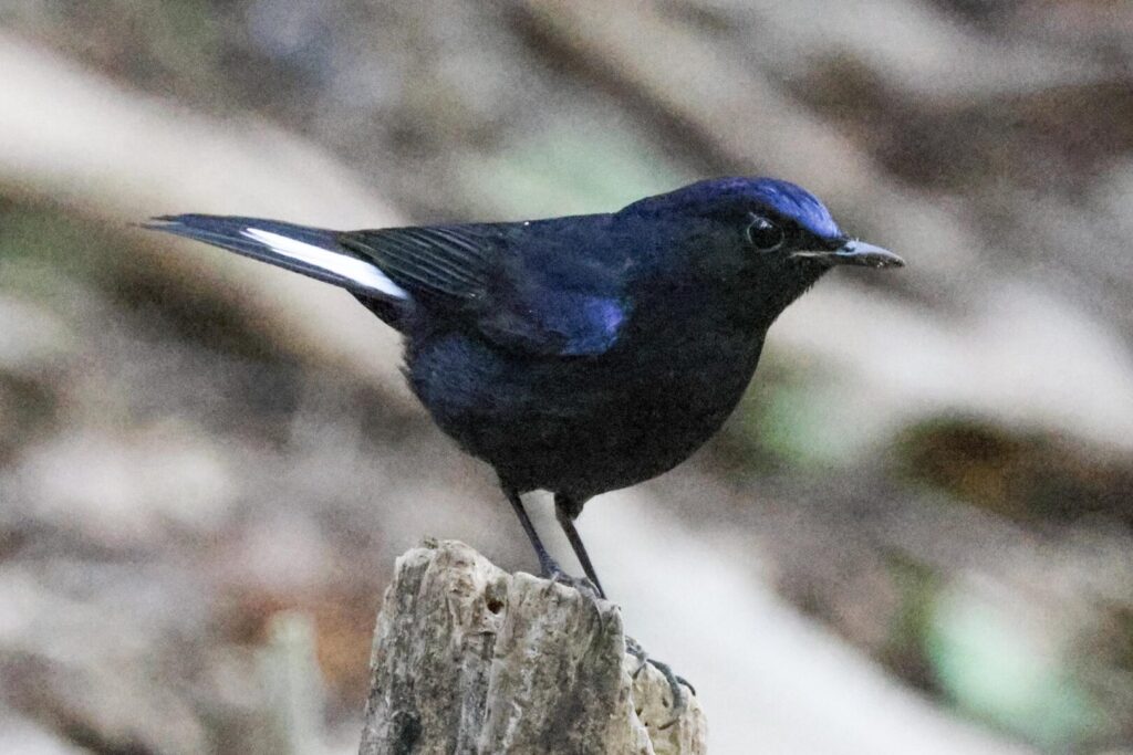 White-tailed Robin