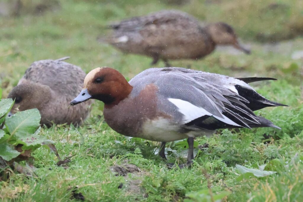 Wigeon