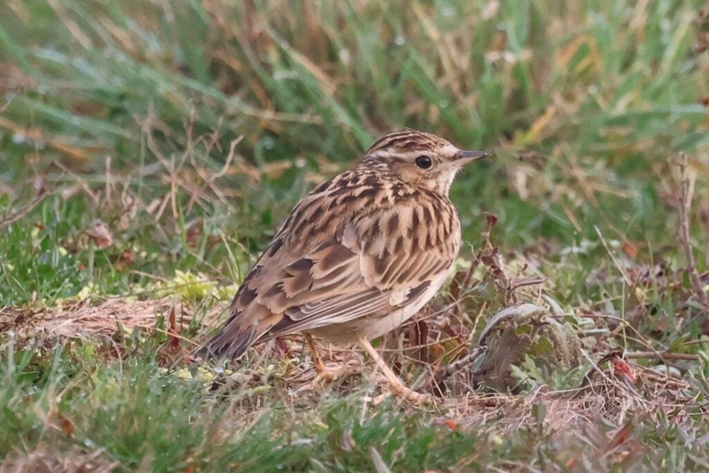 Woodlark